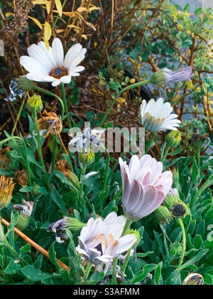 Weiße und violette afrikanische Gänseblümchen im Garten Stockfoto