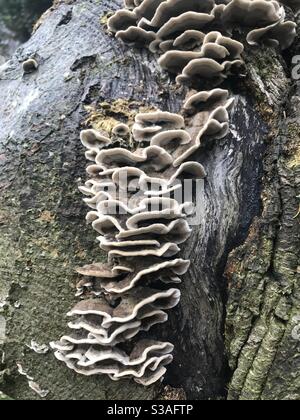 Baumpilz auf Baumstamm, schöner weißer Rand, Rinde, Holz, Natur Stockfoto