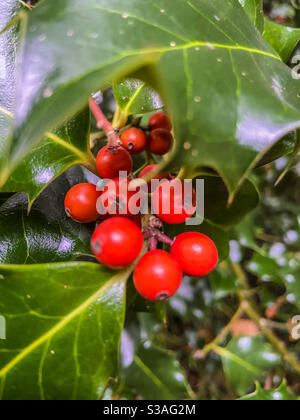 Spaziergänge Stockfoto