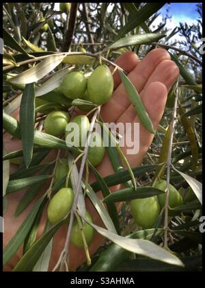 Frische grüne Oliven auf dem Baum, Katalonien, Spanien. Stockfoto