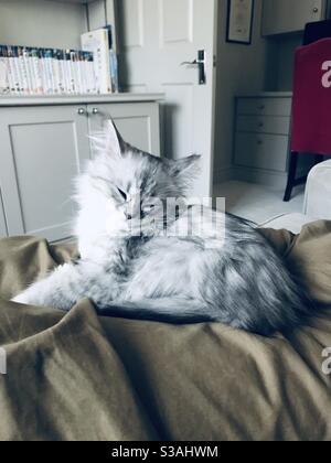 Schlafende graue und weiße Chinchilla Perserkätzchen Stockfoto