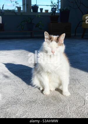 Eine schläfrige alte Katze in einem sonnigen Ort eines Wohnzimmers. Stockfoto