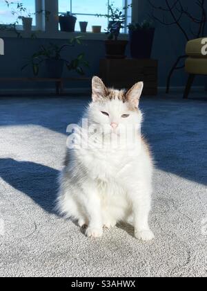 Eine verschlafene alte Katze und ein sonniger Platz im Wohnzimmer. Stockfoto