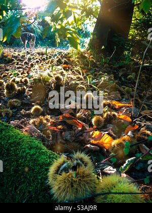 Süße Kastanien in einer Stacheldecke auf dem Waldboden Stockfoto