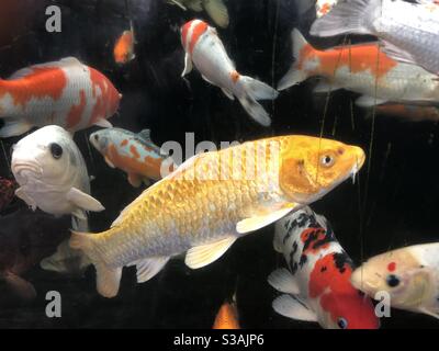 Koi Karpfen in einem Teich mit Glasfront Stockfoto
