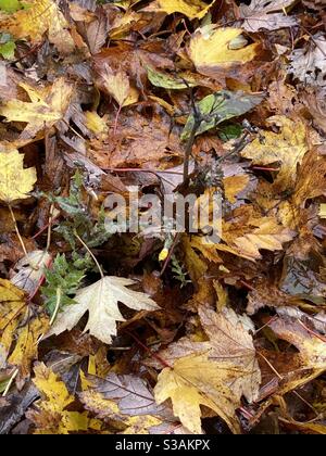 Der Herbst geht auf die Straße - nur Blätter Stockfoto