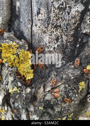 Feuerwanzen auf toten Baum. Pyrrhocoris apterus. Stockfoto