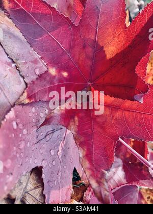 Rosa Ahornblätter auf einem feuchten Boden nach dem Regen Stockfoto