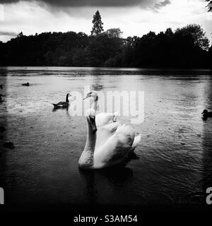 Schwäne Gänse und Enten auf dem See Stockfoto