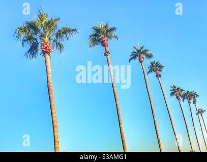 Palmen in Phoenix Arizona Stockfoto