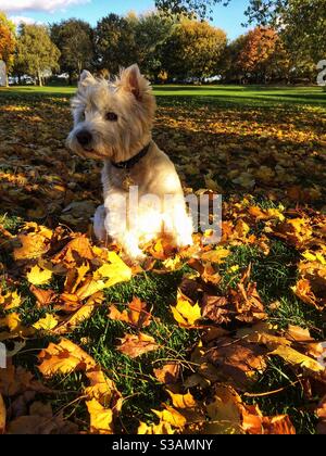 West Highland Terrier sitzen im Herbst Blätter. Stockfoto