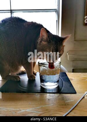 Abessinier Katze trinkt Wasser aus einem Glas mit seiner Zunge Herausragen Stockfoto