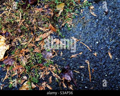Moos und Gras wachsen aus Rissen in Pflaster mit abgefallenen Blättern an regnerischen Tagen. Stockfoto