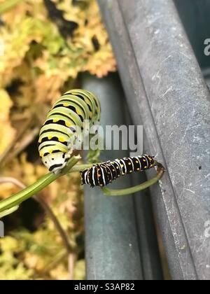 Ein Paar Black Swallowtail Raupen ernähren sich von Petersilie. Die Raupen werden oft mit Monarch Raupen verwechselt. Stockfoto