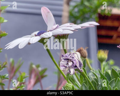 Afrikanische Gänseblümchen blühen im Garten Stockfoto