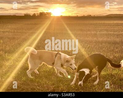 Verspielte Hunde bei Sonnenuntergang auf einem Feld Stockfoto