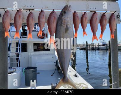 Saisonale Oktober Angeln in Florida mit Red Snapper und andere Große Fische hängen an einer Reinigungsstation Stockfoto