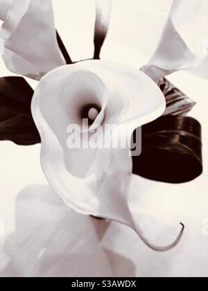 Ein wunderschönes Detail einer weißen Canna-Lilie. Stockfoto