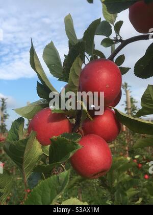 Rote Äpfel auf einem Baum im Alten Land, Hamburg Stockfoto