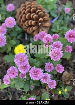 Chrysanthemen in Blüte Stockfoto