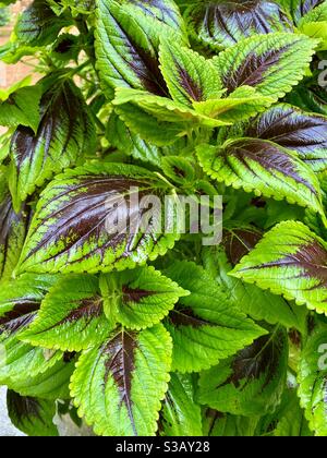 Nahaufnahme von nassen grünen, üppigen Blättern der Coleus-Pflanze Stockfoto