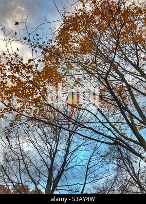 Ein Regenbogenfarbener Drachen steckte in einem Baum fest. Stockfoto