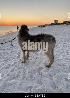 Irischer Wolfshund schaut mit Person in den Sonnenuntergang Zu Fuß in Richtung des Sonnenuntergangs über dem Golf von Mexiko Wasser Stockfoto