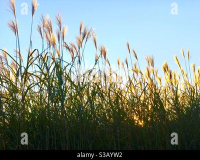 Wasser-Schilf Stockfoto