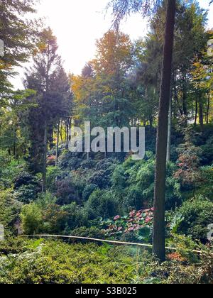 Himalayan Garden & Sculpture Park, Wald, Gärten, Ripon, North Yorkshire, Oktober, Herbst, Open-Air-Galerie, Stockfoto