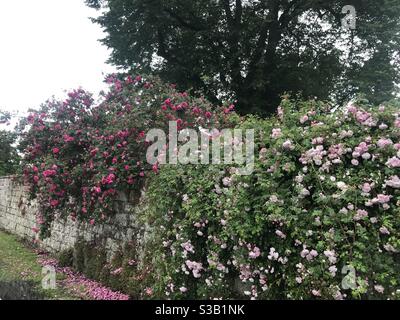 Englische Gartenmauer mit Rosen. Stockfoto