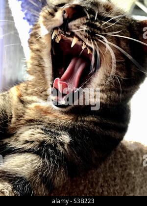 Porträt von häuslichen oder amerikanischen Kurzhaar braun gestromt Katze gähnend, Mund weit offene Zunge und Zähne zeigen Stockfoto