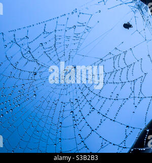 Wassertropfen auf einem Spinnennetz Stockfoto