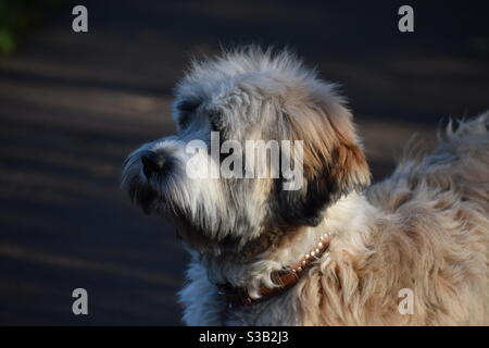 Tibetischer Terrier-Hund Stockfoto