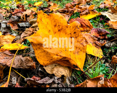 Gelb gefärbte trockene Tulpe Baum Blatt im Vordergrund auf dem Mit anderen zerknittert gefallenen Blättern gemahlen Stockfoto