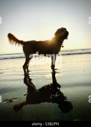 Eine Silhouette eines Labradoodle am Strand bei Sonnenuntergang. Stockfoto