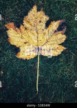 Herbstblatt liegt auf Gras. Stockfoto