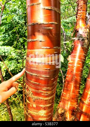 Bunte Rinde Von Tibetischen Kirschbaum. Prunus Serrula. Stockfoto