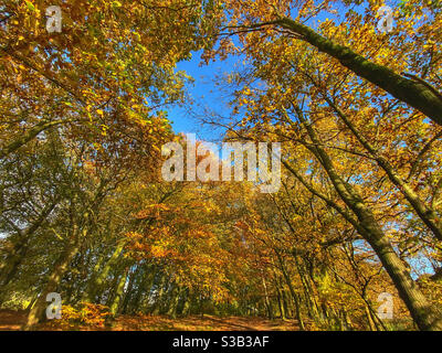 Herbstbäume in Adlington bei Chorley, Lancashire Stockfoto
