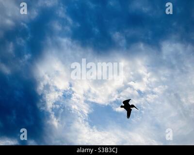 Ein Pelikan, der darüber fliegt. Stockfoto