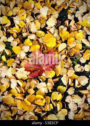 Im Herbst Laub auf dem Boden. Stockfoto