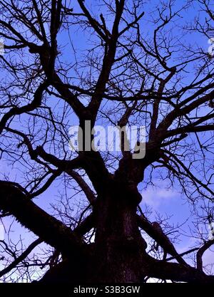 Eiche Äste gegen Abendhimmel Stockfoto