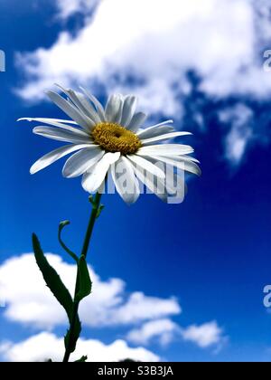 Shasta Daisy gegen einen blauen Himmel mit Wolken Stockfoto