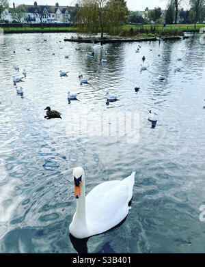 Southchurch Park Southend auf See Novembermorgen 8/11/20 Stockfoto