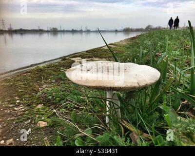 Ein wilder Pilz wächst am Rande des Lockwood Reservoirs in Walthamstow, London. Stockfoto