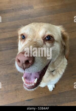 Ein großes lächelndes glückliches Gesicht eines goldenen Labrador-Kreuzes, Hund mit Regenflecken auf ihrem Gesicht Stockfoto