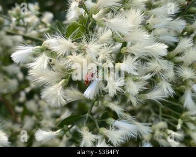 Marienkäfer/Marienkäfer auf weißen flauschigen Salzbürstenblüten Stockfoto