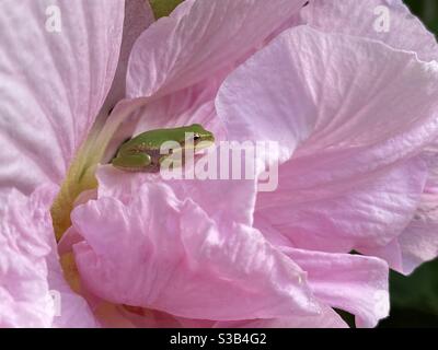 Baby grünen Baumfrosch auf rosa Blume Stockfoto