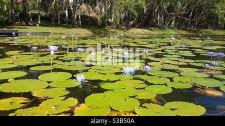 Dutzende lila Seerosen wachsen wild in Ross River, Townsville, Queensland, QLD, Australien Stockfoto