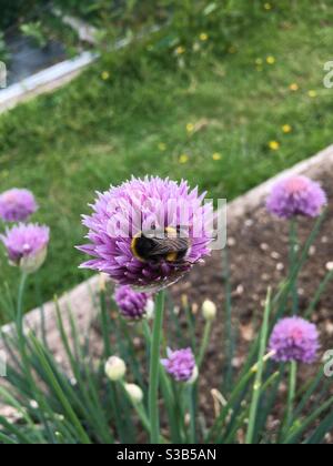 Biene auf Schnittblume Stockfoto