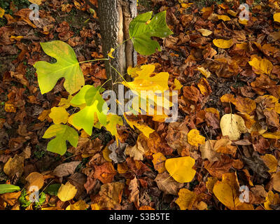 Teppich si trocken gefallene Blätter im Herbst unter Tulpenbaum Stamm mit Zweigen mit grünen und gelben Blättern Stockfoto